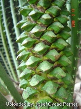 24782 josef Josef Cycad Perner
