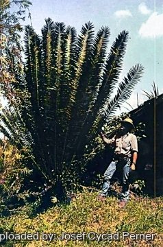 25186 josef Josef Cycad Perner