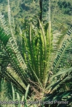 25187 josef Josef Cycad Perner