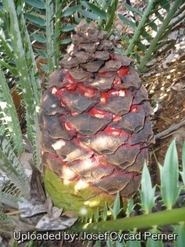 24802 josef Josef Cycad Perner