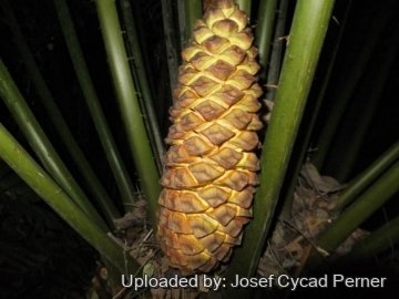 25160 josef Josef Cycad Perner