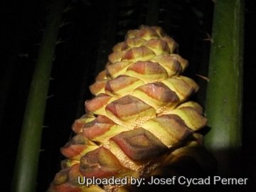 25165 josef Josef Cycad Perner