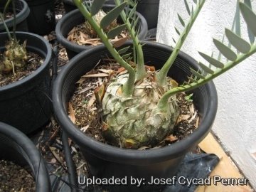 25299 josef Josef Cycad Perner