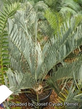 25318 josef Josef Cycad Perner