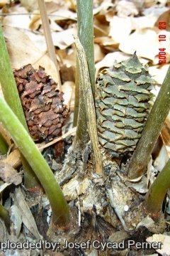 25468 josef Josef Cycad Perner