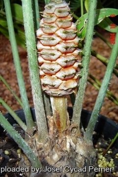 25469 josef Josef Cycad Perner