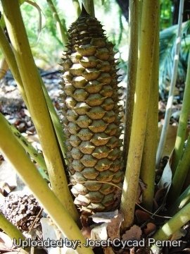 25470 josef Josef Cycad Perner
