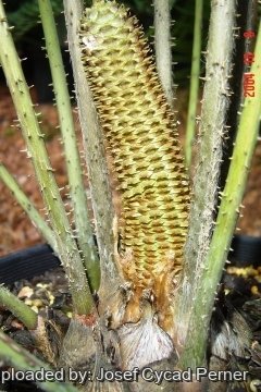 25471 josef Josef Cycad Perner