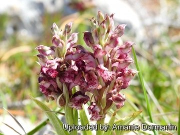 29103 amante Amante Darmanin