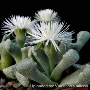 10940 valentino Valentino Vallicelli