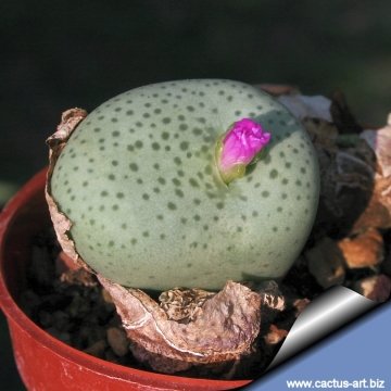 14799 cactus-art Cactus Art