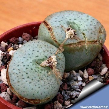 14800 cactus-art Cactus Art
