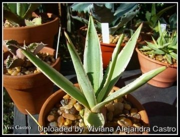 21629 viviana Viviana Alejandra Castro