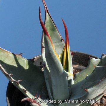 9453 valentino Valentino Vallicelli