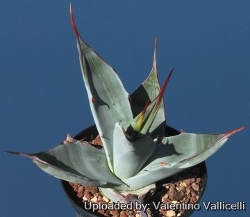 9454 valentino Valentino Vallicelli