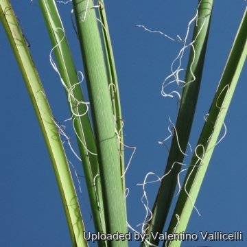 9501 valentino Valentino Vallicelli