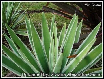 21627 viviana Viviana Alejandra Castro