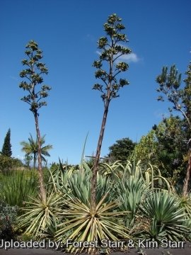 22369 star Forest Starr & Kim Starr