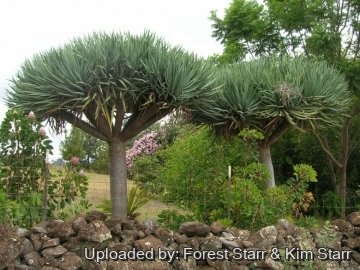 22408 star Forest Starr & Kim Starr