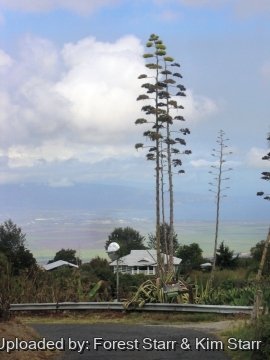 22362 star Forest Starr & Kim Starr