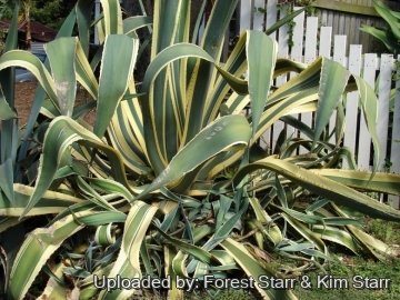 22363 star Forest Starr & Kim Starr