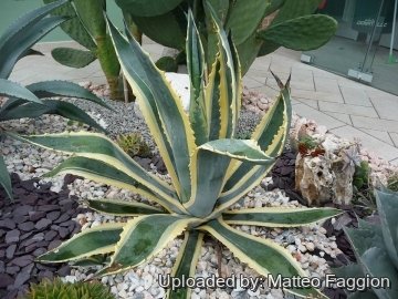 27257 matteo Matteo Faggion