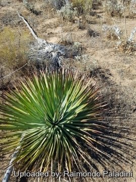 30142 RapCactus Raimondo Paladini