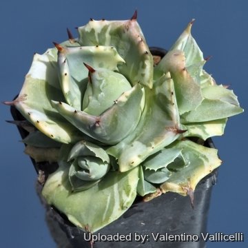 16638 valentino Valentino Vallicelli