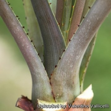 17596 valentino Valentino Vallicelli