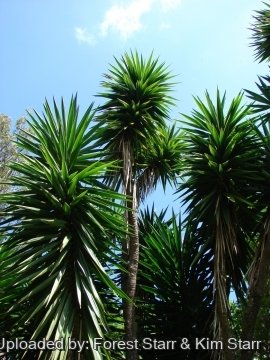 22472 star Forest Starr & Kim Starr