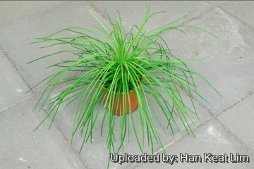 25813 han_keat Han Keat Lim