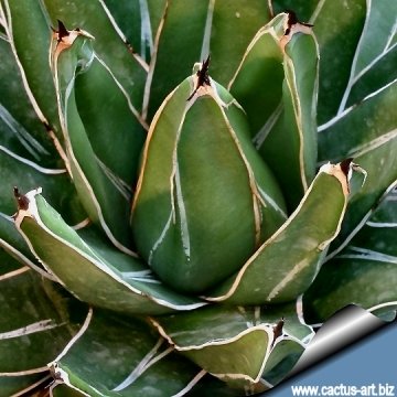 16694 cactus-art Cactus Art