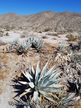 30131 RapCactus Raimondo Paladini