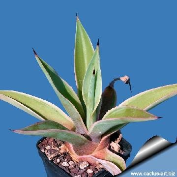 257 cactus-art Cactus Art