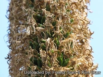 22377 star Forest Starr & Kim Starr