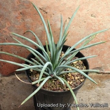 15308 valentino Valentino Vallicelli