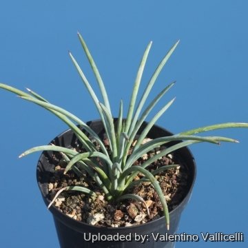 17289 valentino Valentino Vallicelli