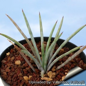 461 valentino Valentino Vallicelli