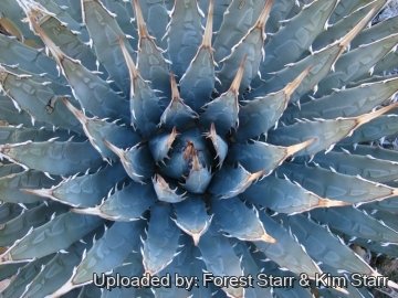 22393 star Forest Starr & Kim Starr