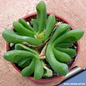 13120 cactus-art Cactus Art