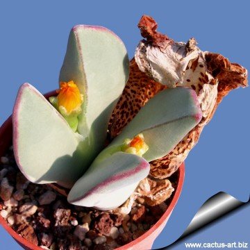 1131 cactus-art Cactus Art