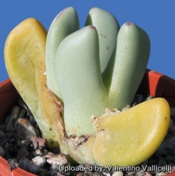 14767 valentino Valentino Vallicelli