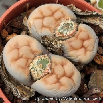 3326 valentino Valentino Vallicelli