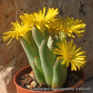 16996 valentino Valentino Vallicelli