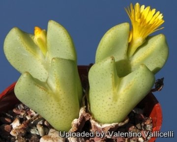 14802 valentino Valentino Vallicelli