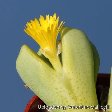 14803 valentino Valentino Vallicelli