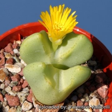 14804 valentino Valentino Vallicelli