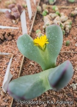 19754 agrawal K.k. Agrawal