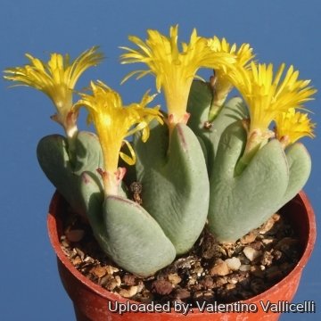 11431 valentino Valentino Vallicelli