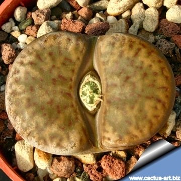 12806 cactus-art Cactus Art